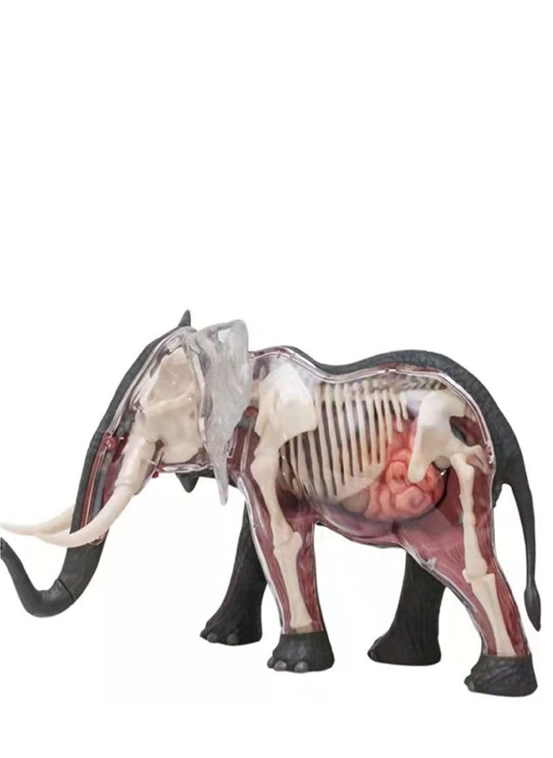 Chapmei 4D Elephant Anatomy