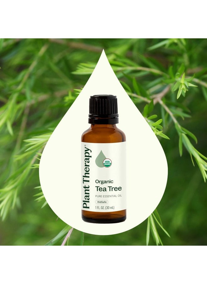 Plant Therapy Organic Tea Tree Oil (Melaleuca) 100% Pure, USDA Certified Organic, Undiluted, Natural Aromatherapy, Therapeutic Grade 30 mL (1 oz)