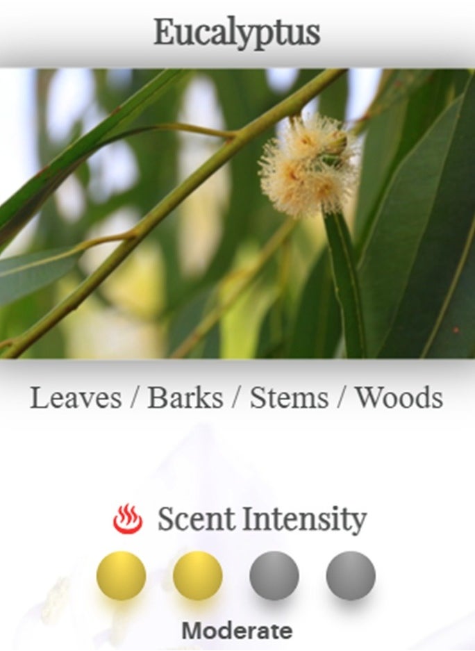 Eucalyptus Premium Aroma Essence Oil - 250ml | For use in Water Air Purifier / Revitalizer | Fragrance Intensity: Moderate | Produces foam to effectively trap dust and air pollutants | Removes odour & smoke | Contains natural plant extracts | 100% alcohol free |