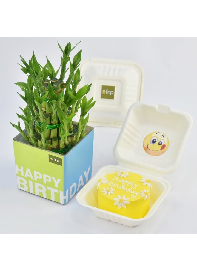 Birthday Wish Lunchbox Chocolate Cake And Lucky Bamboo