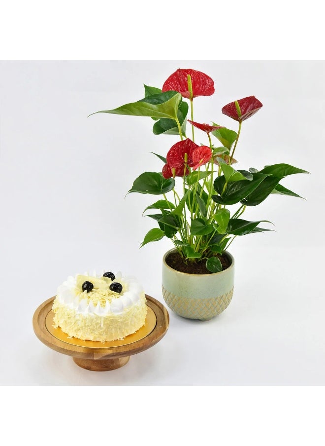 Sugar Free White Forest Cake With Plant