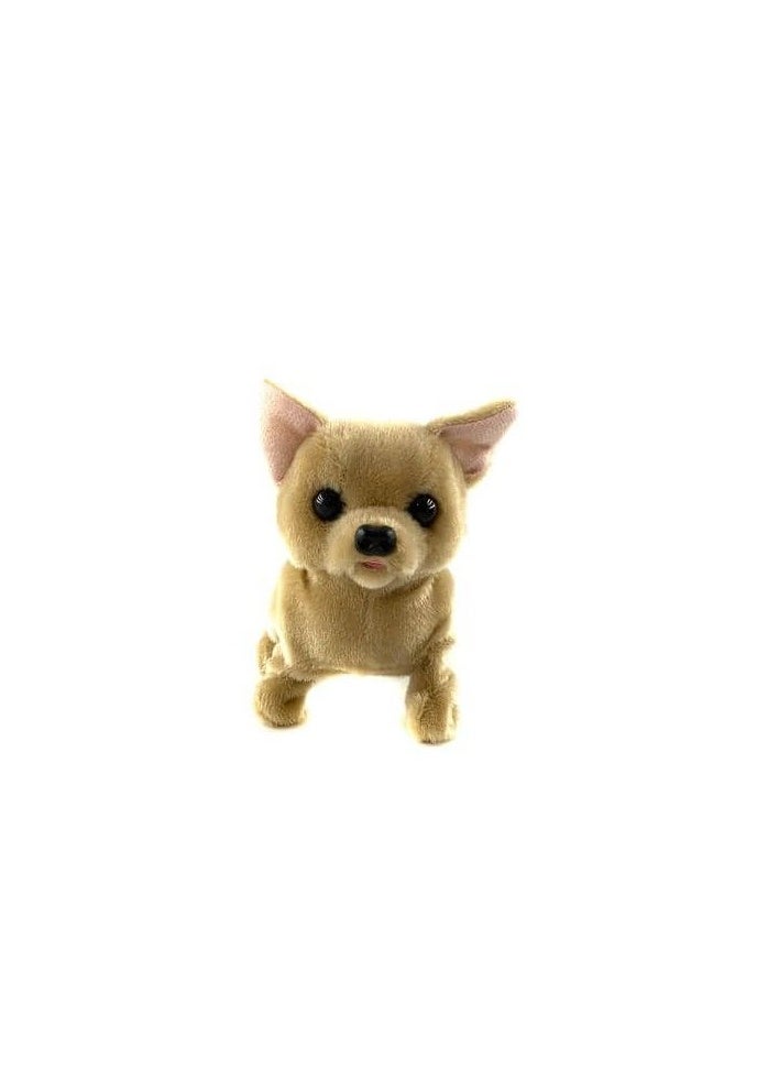Plugs at Play - Chili the Chihuahua