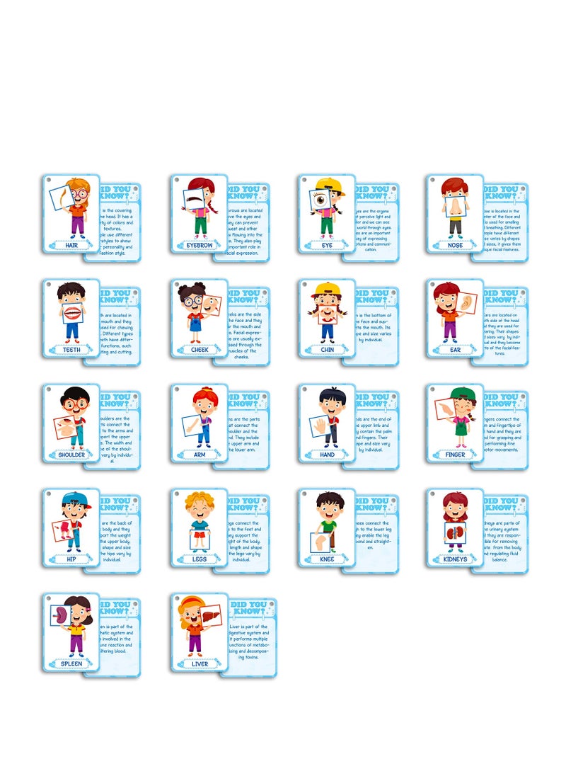 36 Pcs Body Cognition Education Card Children's Enlightenment Early Education Parent-Child Educational Toys