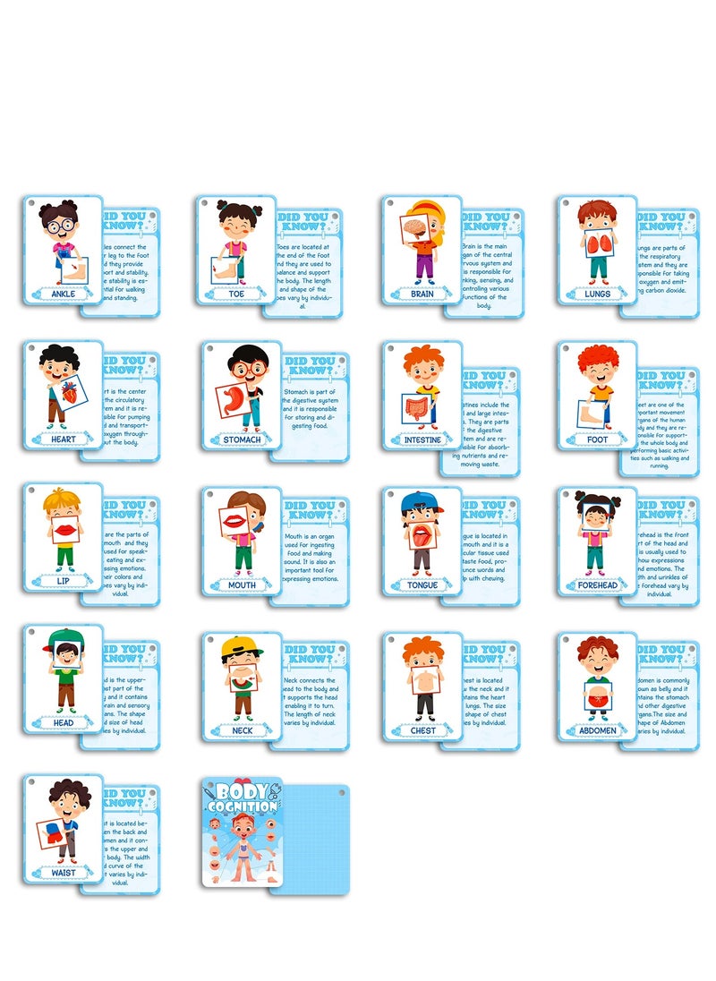 36 Pcs Body Cognition Education Card Children's Enlightenment Early Education Parent-Child Educational Toys