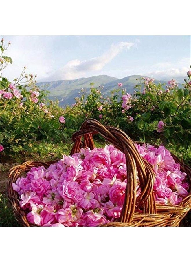 Bulgarian Rose Day Face Cream with Natural Rose Oil for moisturizing and rejuvenating the skin