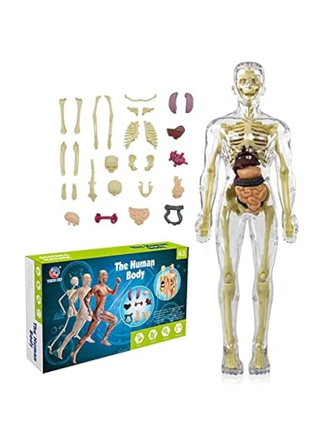 Kids Anatomy Toys Interactive Human Body Model, 11.22 Inch DIY Assembled Human Torso Organ Model for Kids Children Learning Science Anatomy, Ages 6+ (Fully Transparent)