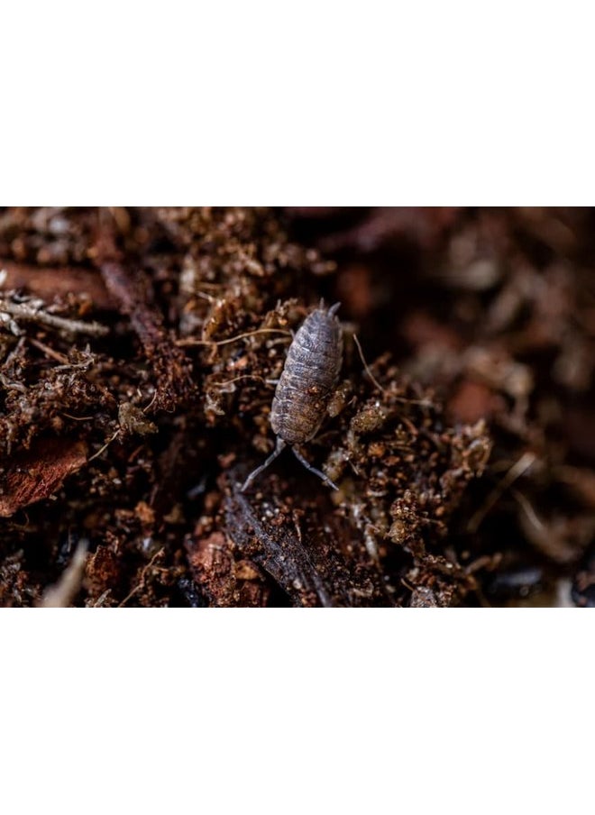 Leap Habitats Living Earth Substrate - Bioactive Ready Terrarium Bedding Mix for Reptiles, Frogs, Snakes, Geckos, and Lizard Habitats, Supports Microfauna with Coconut Coir, Sphagnum, Fir Bark