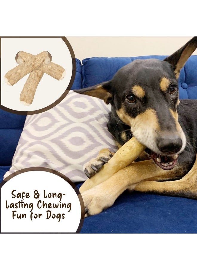 Goofy Tails Coffee Wood Dog Toys Combo | Natural, Splinter Free, Caffeine Free Dog Chew Toys Puppy Toy| Training Chew Toys for Dogs and Aggressive Chewers| Dog Toy (Medium, 2 Pieces)