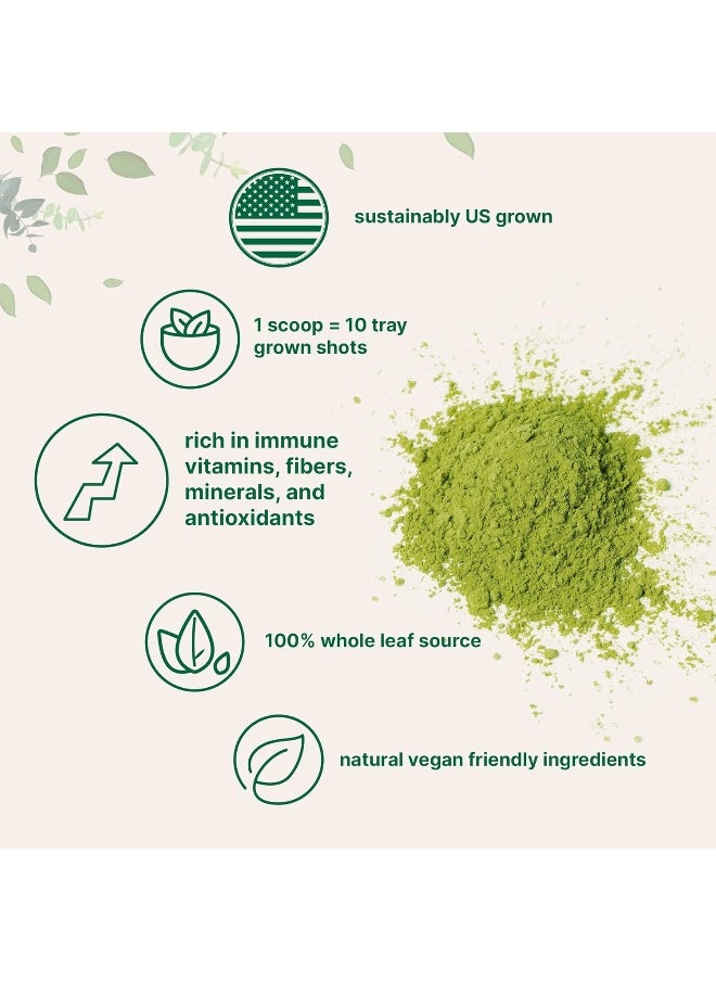Micro Ingredients Sustainably US Grown, Organic Wheat Grass Powder (100% Whole-Leaf), 16 Ounce, Rich in Immune Vitamins, Fibers and Minerals, Support Digestion Function, Vegan Friendly