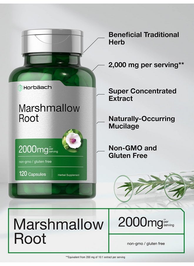 Horbäach Marshmallow Root Capsules | 2000mg | 120 Count | Non-GMO & Gluten Free | Traditional Herb Extract