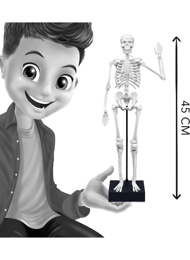 BUKI Giant Skeleton Kit (45 cm)