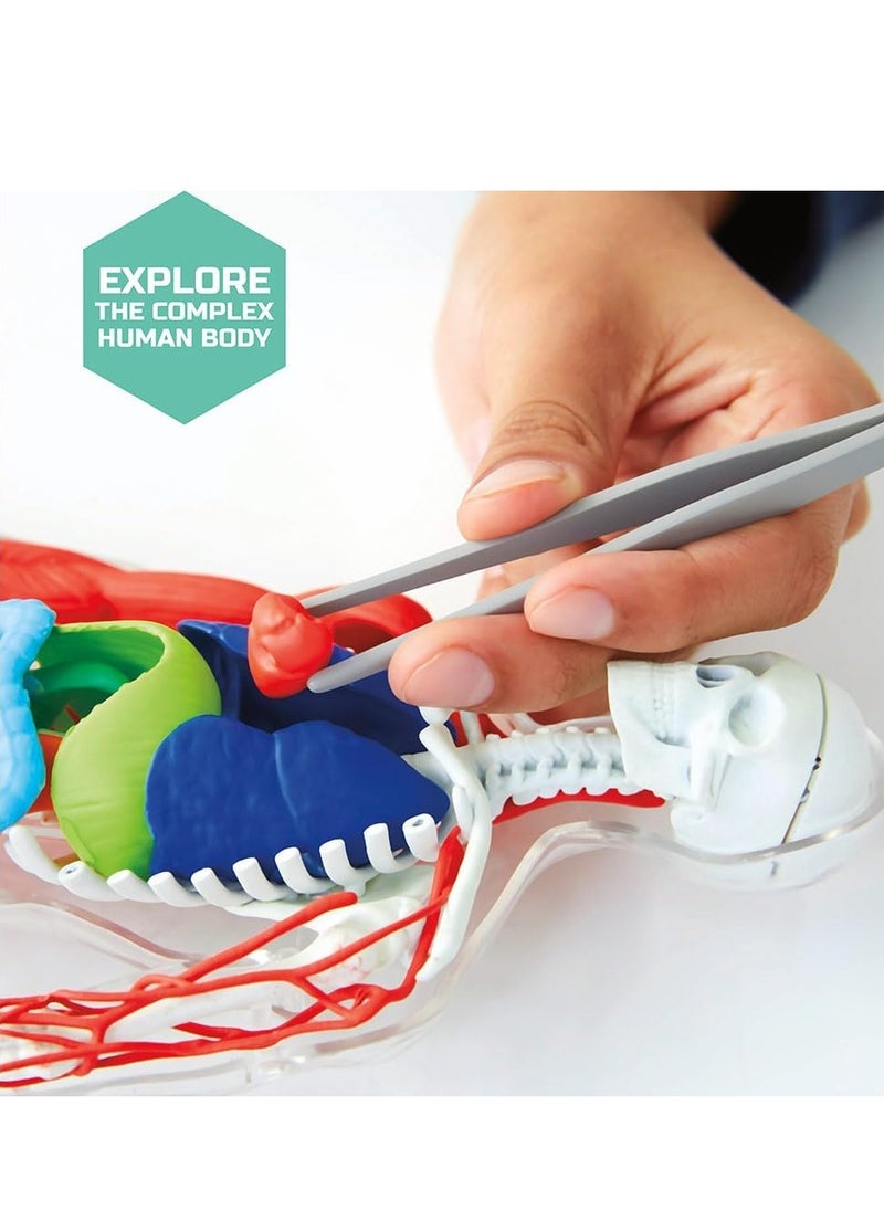 Discovery Mindblown - 3D Human Anatomy Kit