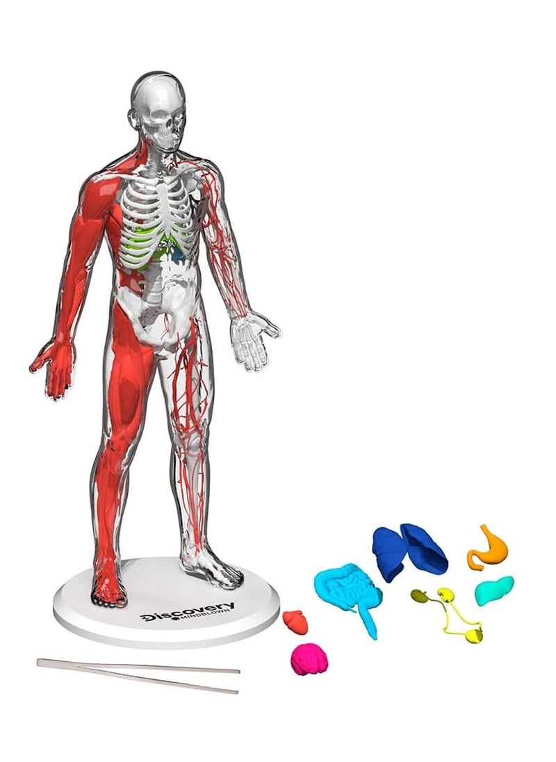 Discovery Mindblown - 3D Human Anatomy Kit