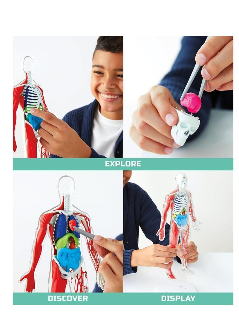 Discovery Mindblown - 3D Human Anatomy Kit