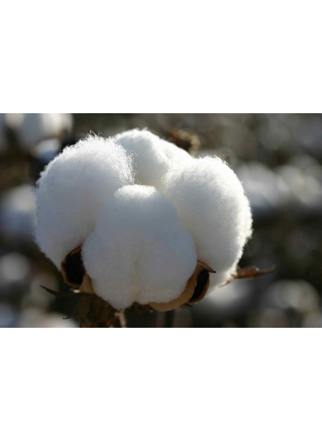 Extra Deep Sheets-Cotton Bed Sheets - 100% Cotton - 22 Inch Extra deep Pocket Fitted Sheet with Elastic All Around (4 Pcs Sheet Set) - (Light Blue Solid - King Size)