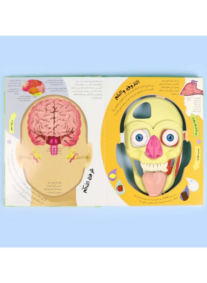The Human Body from the Outside in DK