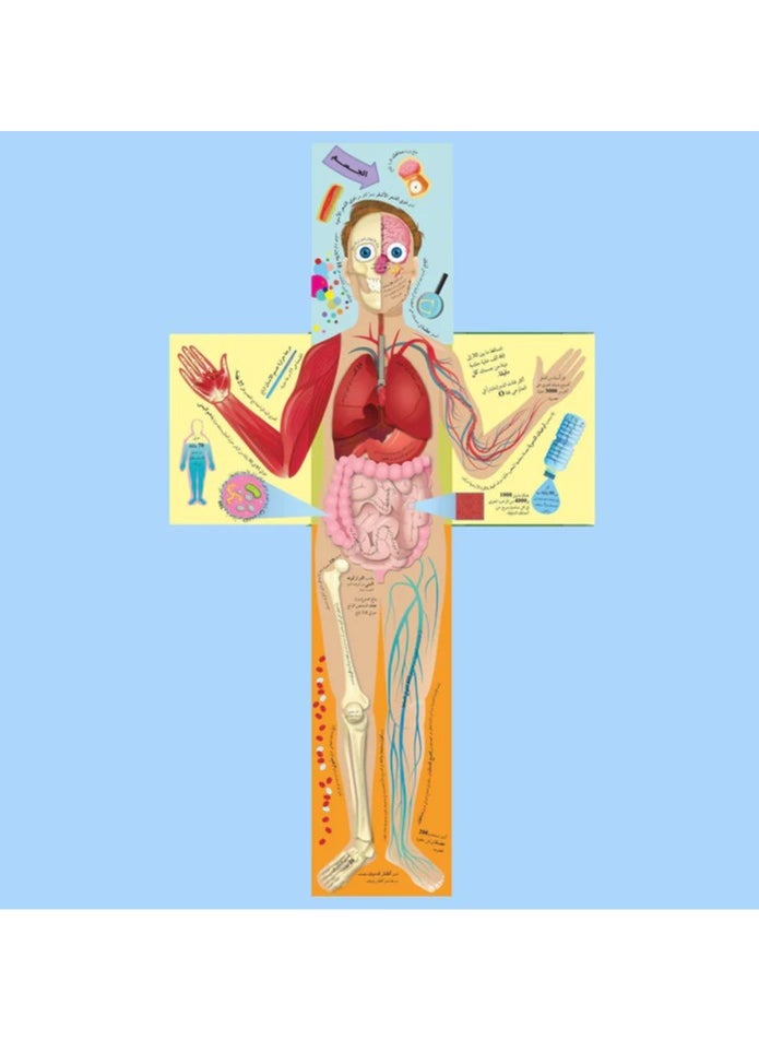 The Human Body from the Outside in DK