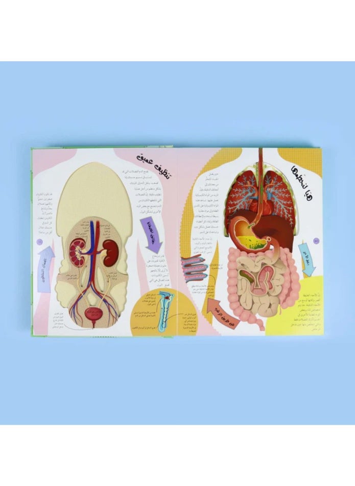 The Human Body from the Outside in DK