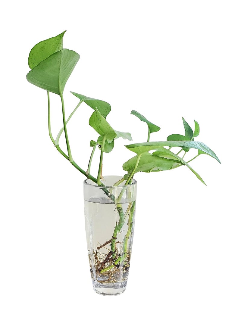 Pure Source India Glass Flower Vase Without Flowers, 8 Inch, 2 Pieces, Transparrent