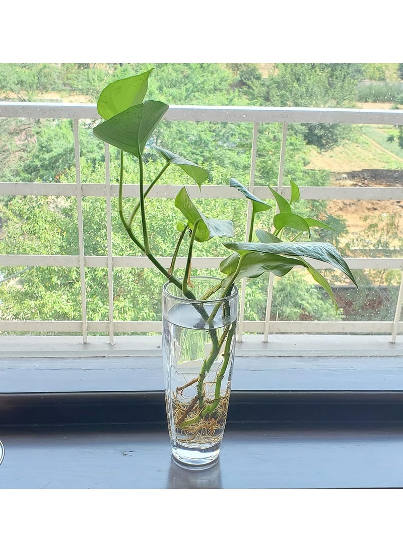Pure Source India Glass Flower Vase Without Flowers, 8 Inch, 2 Pieces, Transparrent