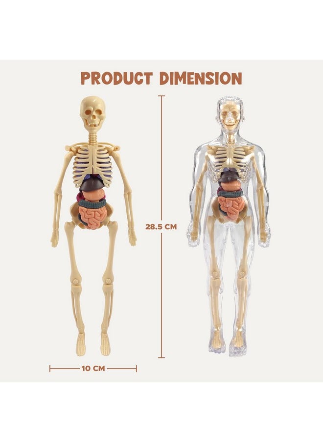 NHR Human Body Model for Kids I Fully Transparent Body I 29 Piece Anatomy Figure 3D Anatomy Kit - Removable Organs I Bones STEM Toy for Ages 6+