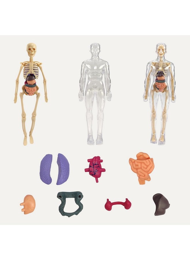 NHR Human Body Model for Kids I Fully Transparent Body I 29 Piece Anatomy Figure 3D Anatomy Kit - Removable Organs I Bones STEM Toy for Ages 6+