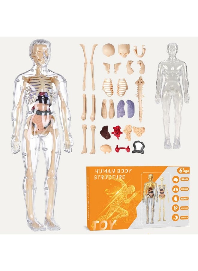 NHR Human Body Model for Kids I Fully Transparent Body I 29 Piece Anatomy Figure 3D Anatomy Kit - Removable Organs I Bones STEM Toy for Ages 6+