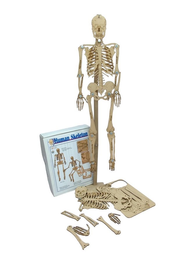 StepsToDo DIY Wooden Human Skeleton Making Learning kit for Students. Human Bones STEM Explorer Kit. Skeleton Building Set. Skeletal Science Kit