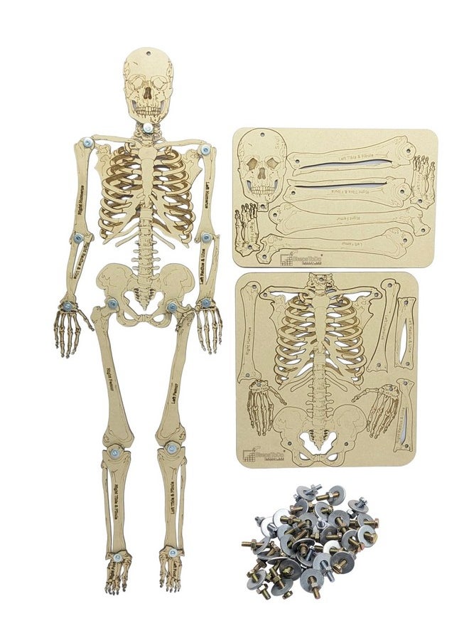 StepsToDo DIY Wooden Human Skeleton Making Learning kit for Students. Human Bones STEM Explorer Kit. Skeleton Building Set. Skeletal Science Kit