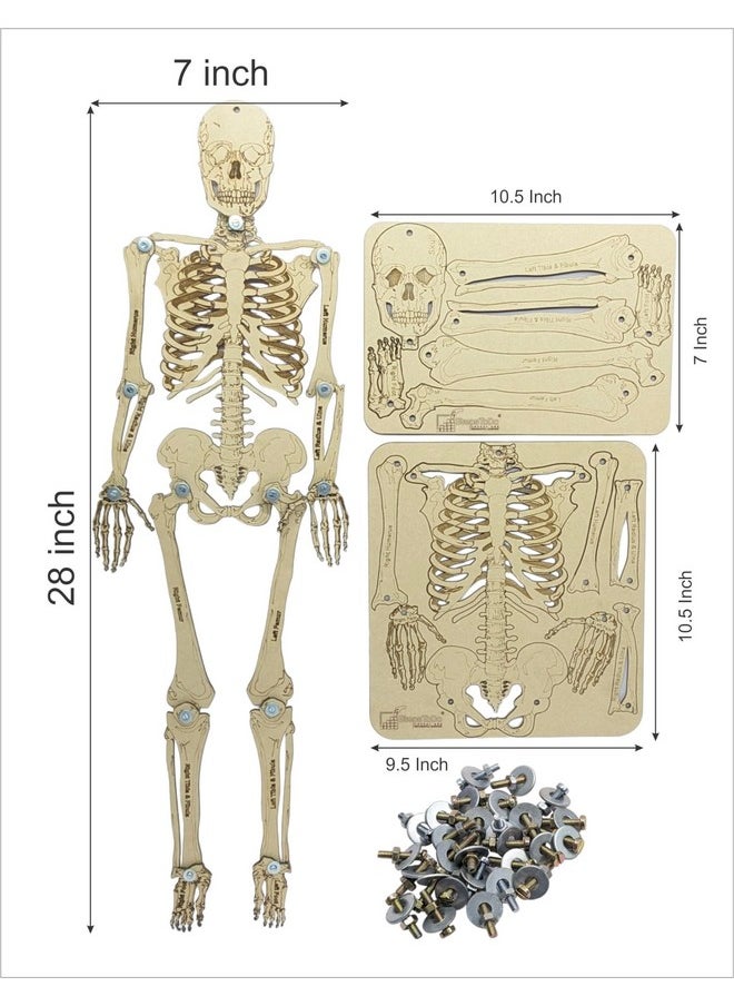 StepsToDo DIY Wooden Human Skeleton Making Learning kit for Students. Human Bones STEM Explorer Kit. Skeleton Building Set. Skeletal Science Kit
