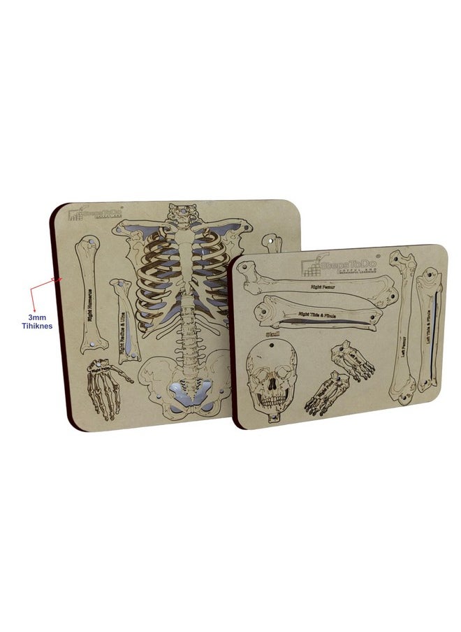 StepsToDo DIY Wooden Human Skeleton Making Learning kit for Students. Human Bones STEM Explorer Kit. Skeleton Building Set. Skeletal Science Kit