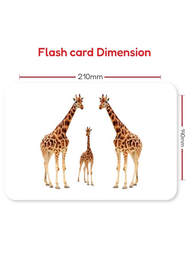 My First Animals & Their Babies Flash Cards for Toddlers, 24 Cards, Montessori, Educational, Kindergarten, Preschool Learning Activities, Gifts for Kids, 1-4 Years Babies, Educational Flashcards