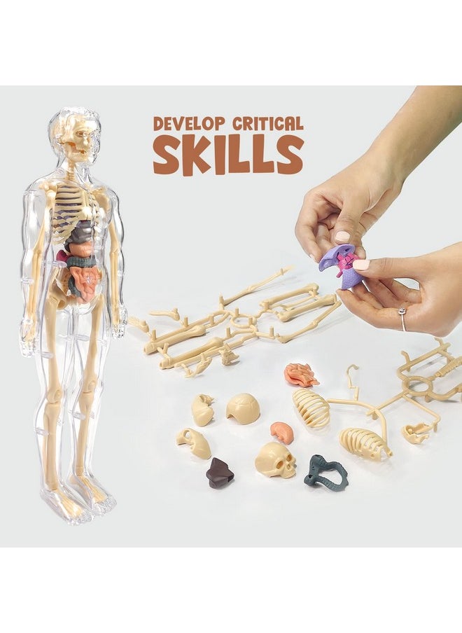 NHR Human Body Model for Kids - Toys for 6+ Year Old | 3D Human Body Parts Puzzles | DIY Stem Educational Science Project Model for Kids 6+ Years (Multicolor)