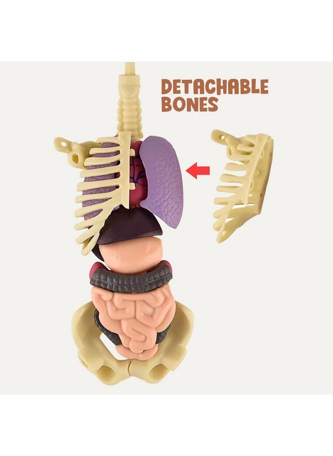 NHR Human Body Model for Kids - Toys for 6+ Year Old | 3D Human Body Parts Puzzles | DIY Stem Educational Science Project Model for Kids 6+ Years (Multicolor)