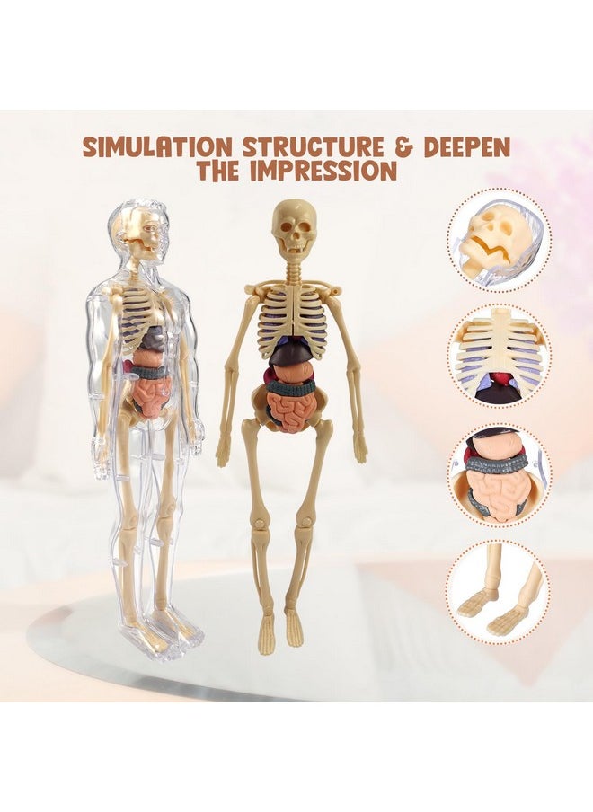 NHR Human Body Model for Kids - Toys for 6+ Year Old | 3D Human Body Parts Puzzles | DIY Stem Educational Science Project Model for Kids 6+ Years (Multicolor)