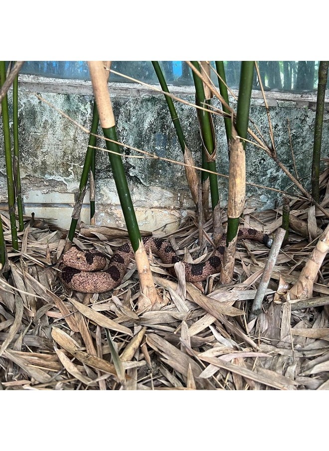 SUPER TOY Snake Toy for Kids Realistic Rubber Snake Prank Toy Plastic Fake Snake for Fun Scary Toys for Pranks Durable Toy Snake for Outdoor Play Snake Toys for Parties and Decorations