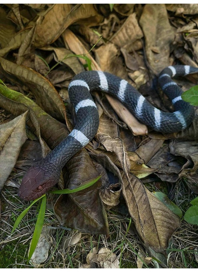 SUPER TOY Snake Toy for Kids Realistic Rubber Snake Prank Toy Fake Snake for Fun Scary Toy Snake for Outdoor Play for Parties and Decorations