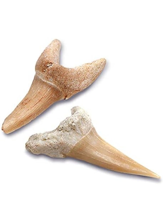 Discovery Mindblown Toy Excavation Kit Mini Shark Tooth 2Pc