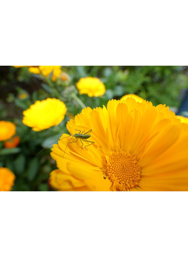 B060S 11-20mm F/2.8 Di III VC For Sony Black