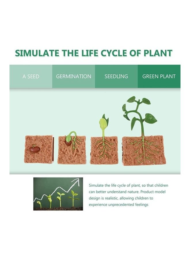 4-Piece Plants Life Cycle Educational Evolution Toy