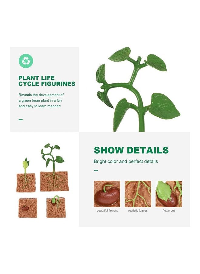 4-Piece Plants Life Cycle Educational Evolution Toy