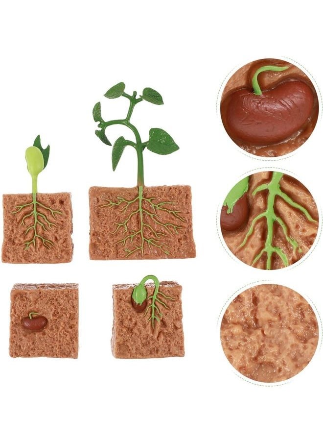 4-Piece Plants Life Cycle Educational Evolution Toy