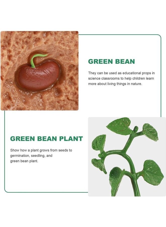 4-Piece Plants Life Cycle Educational Evolution Toy