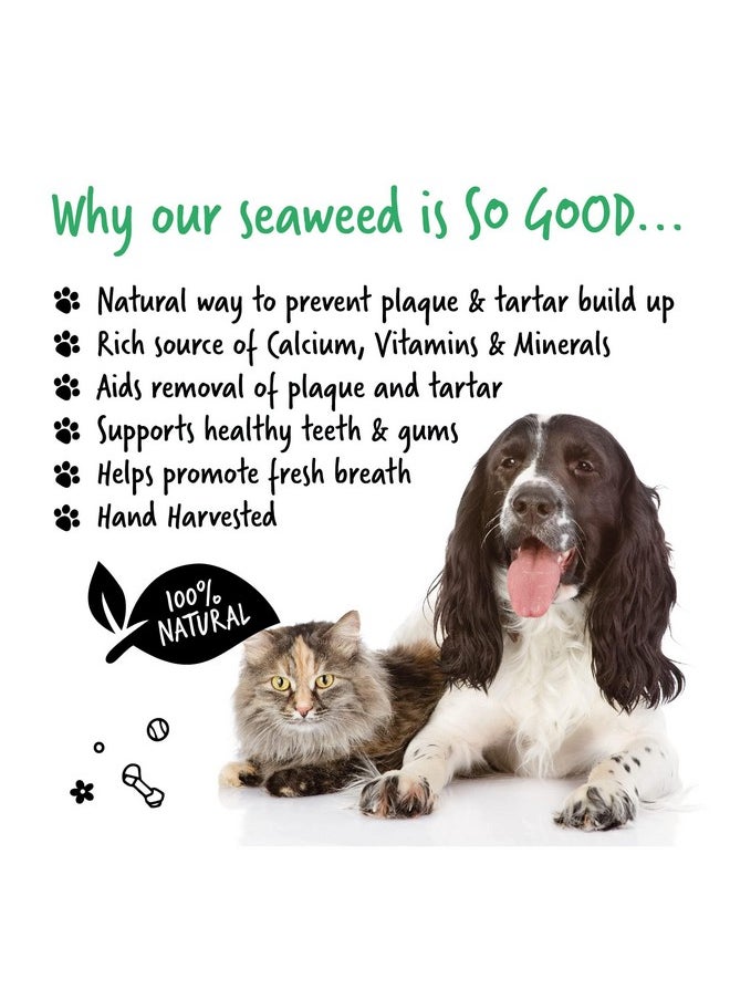 BUGALUGS Plaque Off Remover for Dog Teeth & Bad Breath 100% Natural | Plaque Off No Toothbrush or Dog Toothpaste | Remove Dog Bad Breath & Plaque Remover for Dogs & Cats (Dog 70g)