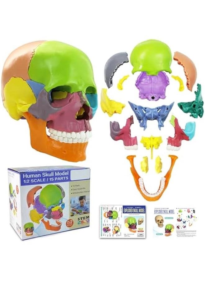 2024 New Anatomy Skull Model 15 Parts Human Anatomy Exploded Skull Detachable Palm-Sized Mini Human Color Medical Skull Model,Medical Dental Clinic Teaching Equipment,Learning with Color Study Manua