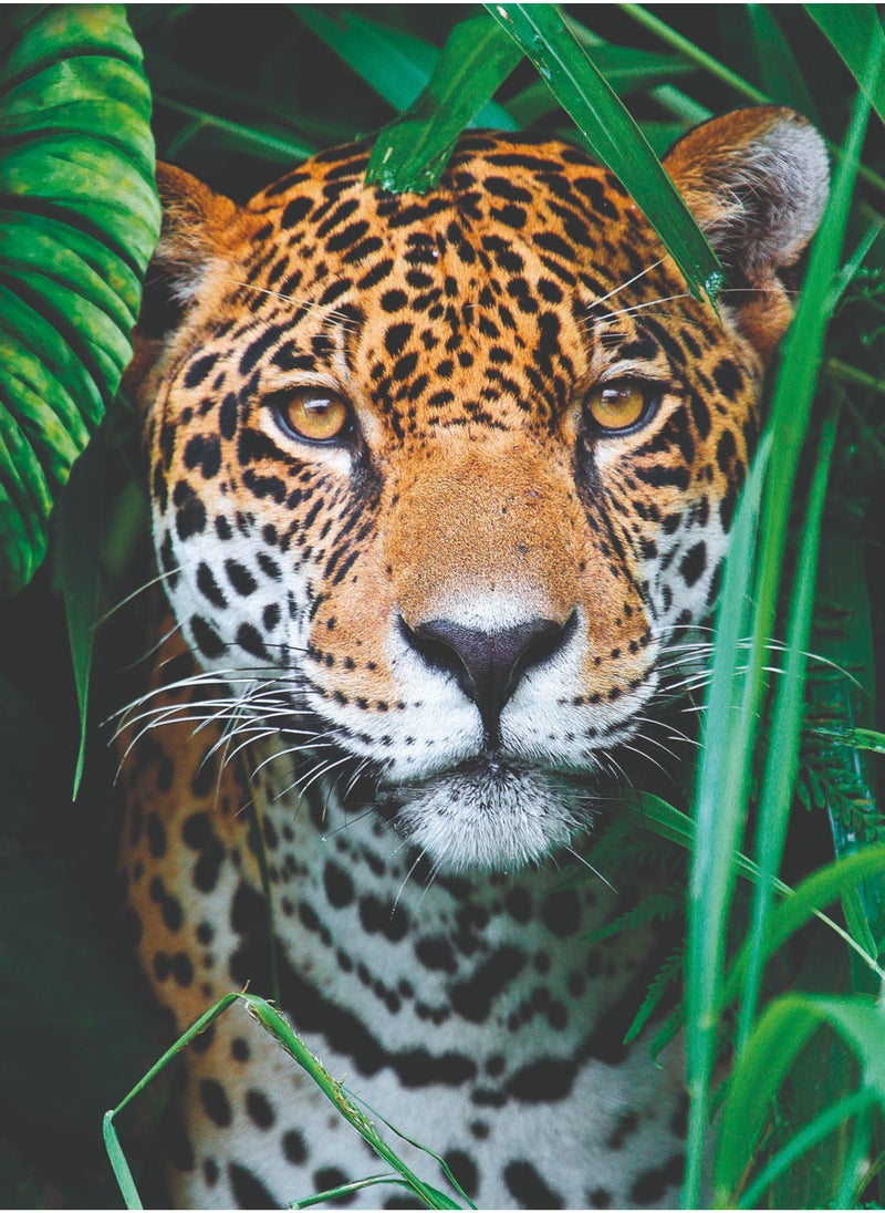 Clementoni Puzzle HQC Jaguar in the Jungle 500 Pieces | Jigsaw Puzzle | Children's Puzzle | Kids & Adults Puzzle | Preschool Learning Toys | Develops Problem Solving Skills | Stress Reliever Toy | Made in Italy