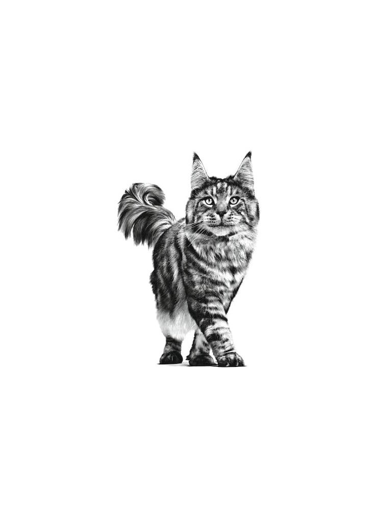 Royal Canin Fcn Feline Care Nutrition Digestive  Cat Dry Food 2kg