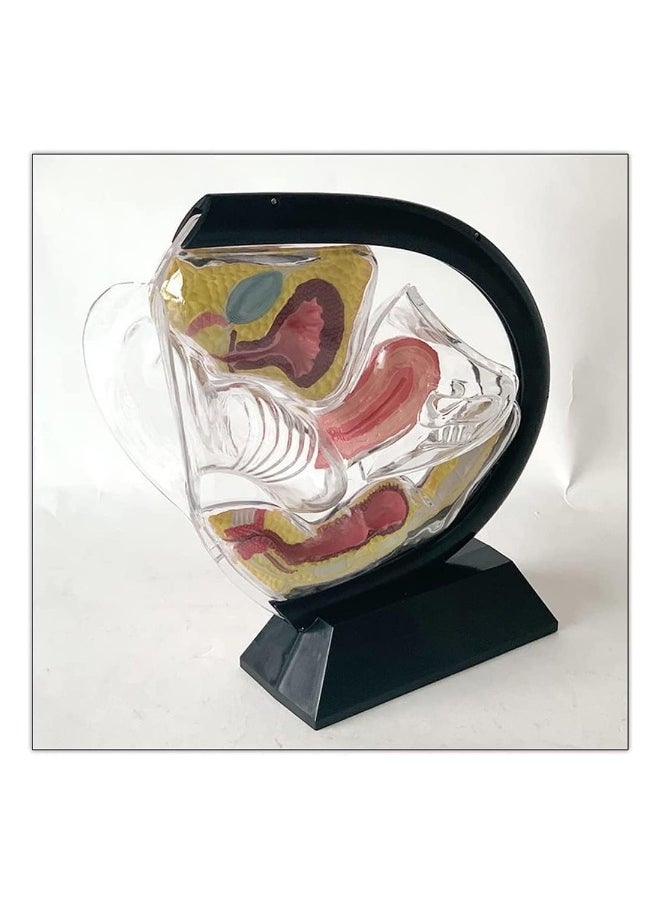 Detachable Transparent Human Uterus Anatomy Model Ornament
