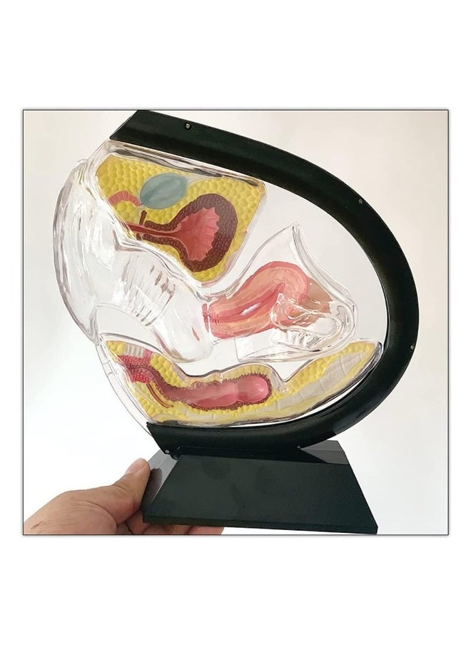 Detachable Transparent Human Uterus Anatomy Model Ornament