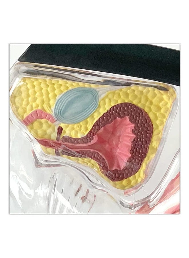 Detachable Transparent Human Uterus Anatomy Model Ornament